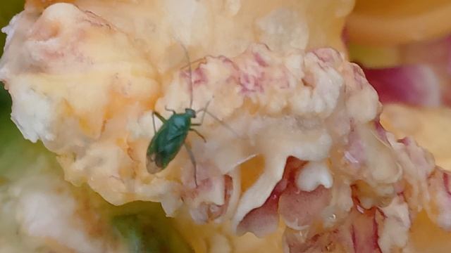 Зелёный клоп, обыкновенный зелёный капсид (Lygocoris Pabulinus)представитель семейства слепняков (Mi