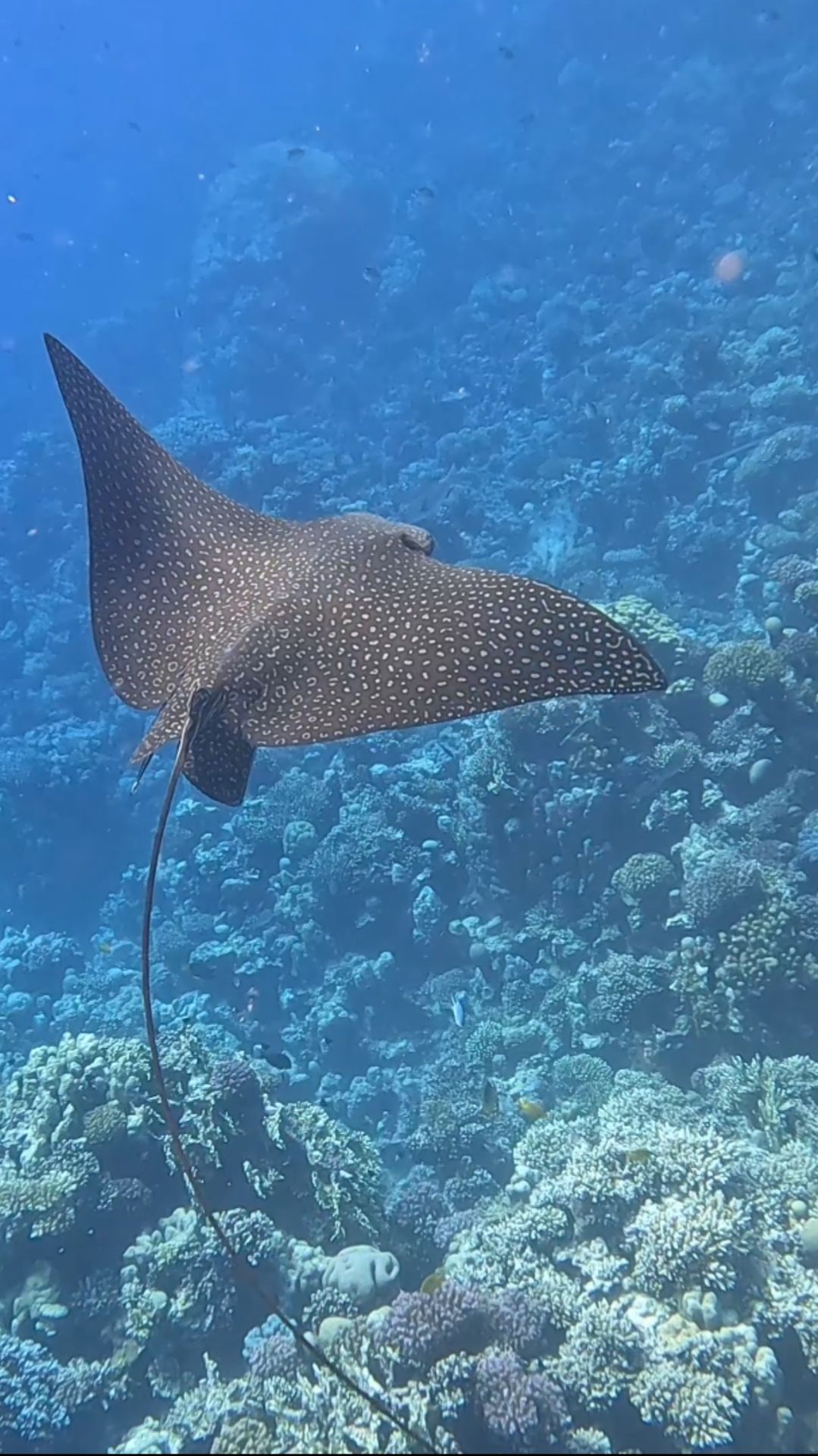 #eagle Ray (орляковый скат) 🐟🐠🐠 Stella Makadi Beach Hurghada Egypt