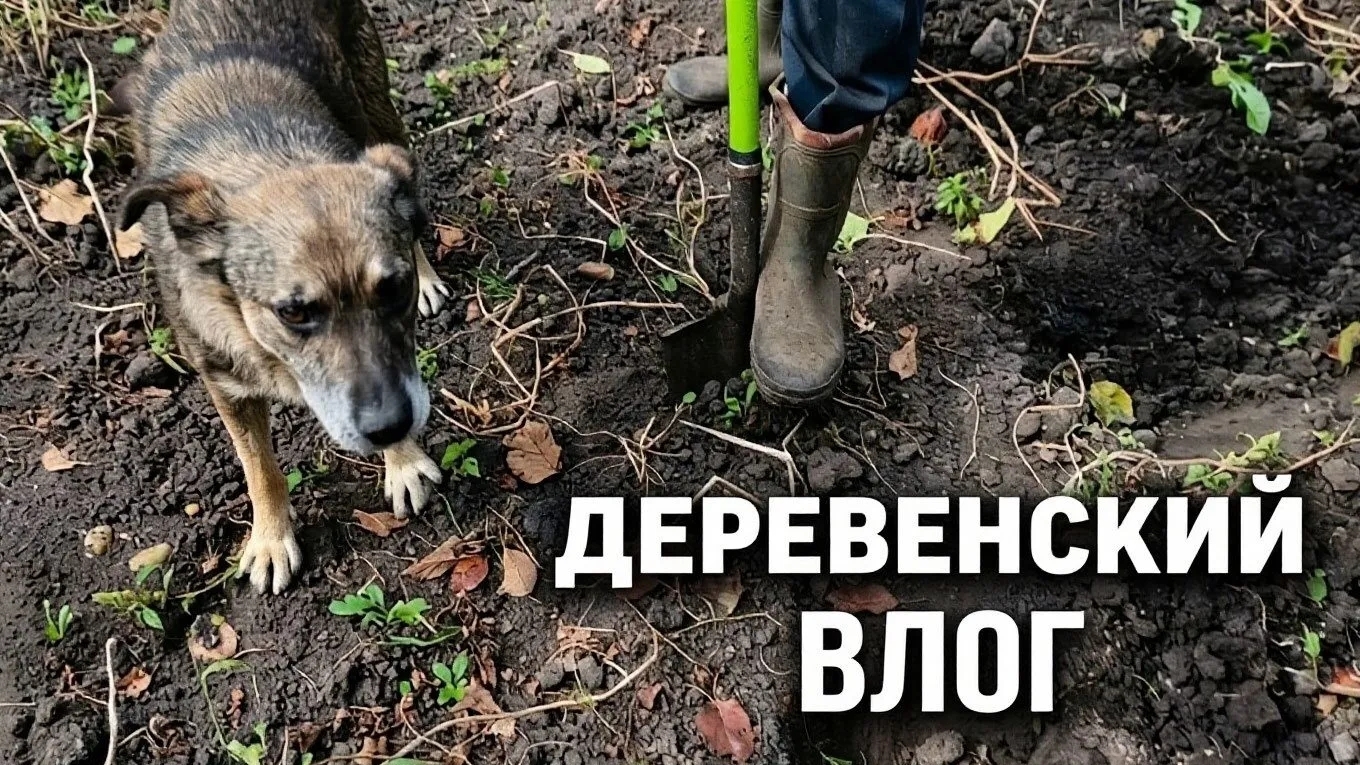 ФИНАЛ КАРТОФЕЛЬНОЙ ЭПОПЕИ 🥔🥔🥔 ДОКОПАЛИ ❗☝️