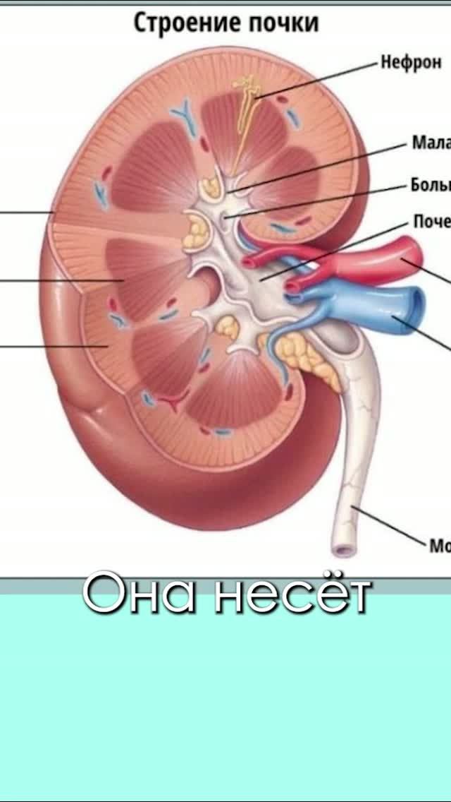 Строение почки
