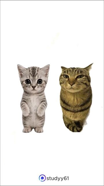 Котята поясняю  Как понять что твой друг фейковый поясняю на котят