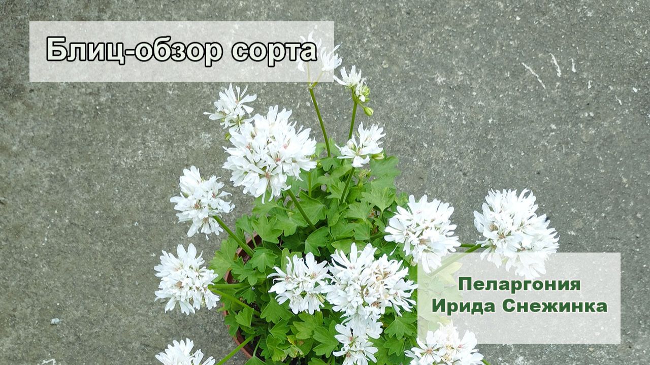Блиц-обзор сорта пеларгонии Ирида Снежинка. Сорт нашей селекции