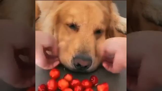 Хомяки нынче не те