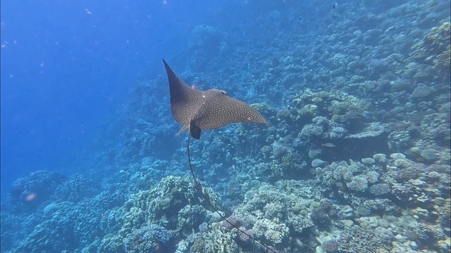 #Орляковый скат 🐟🐠🐟