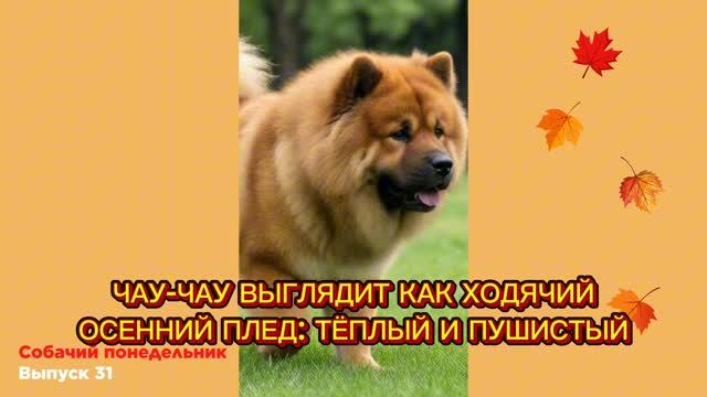 КАКИЕ СОБАКИ ПОХОЖИ НА ОСЕНЬ?