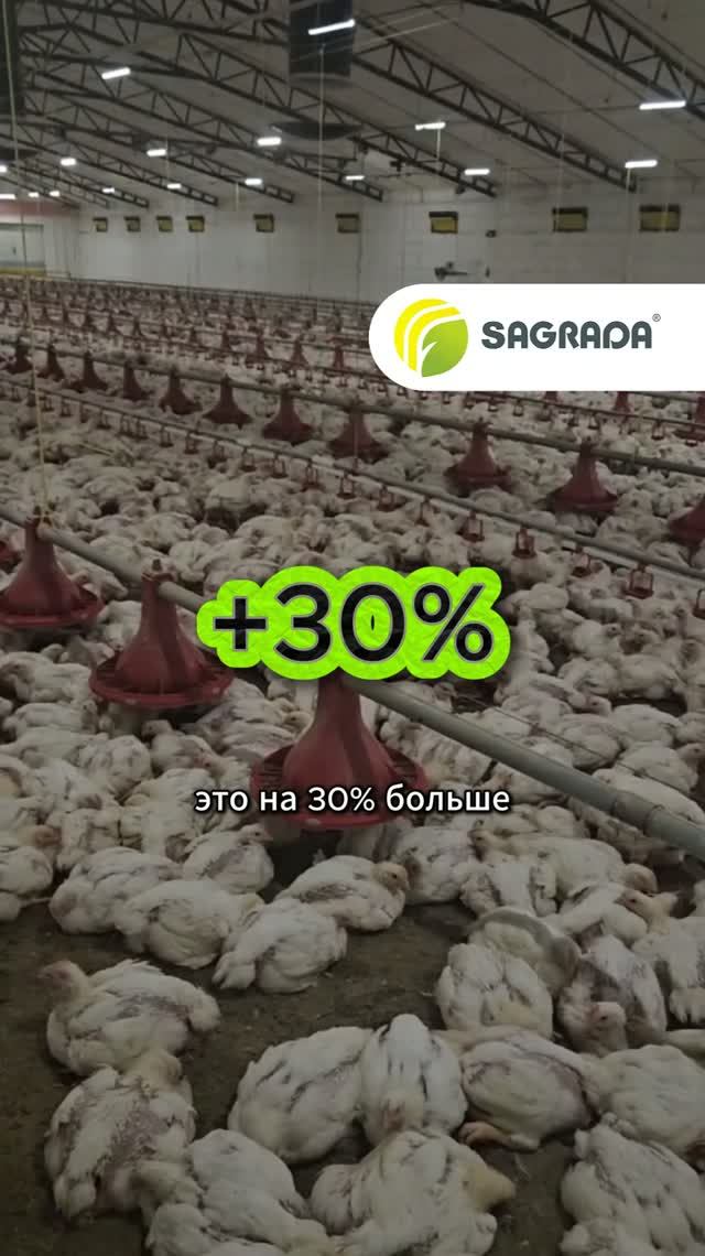 На 30% больше бройлеров на той же площади с оборудованием SAGRADA