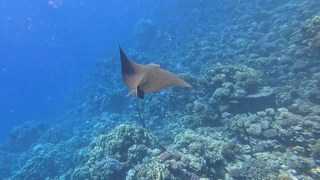 #Орляковый скат 🐠🐠🐠