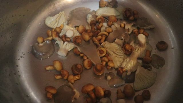 Шампиньоны двукольцевые и зимние опята