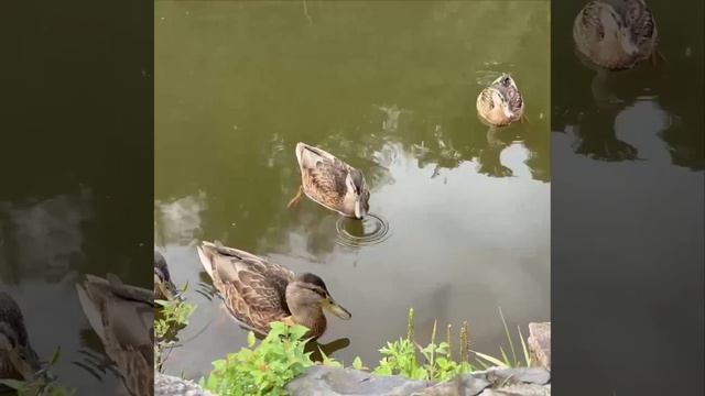 🦆 В кампусе побывала ещё одна важная делегация — утки!