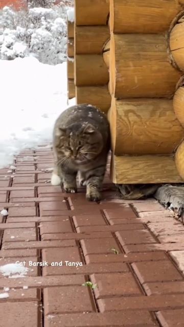 Лесной кот Барсик в ноябре