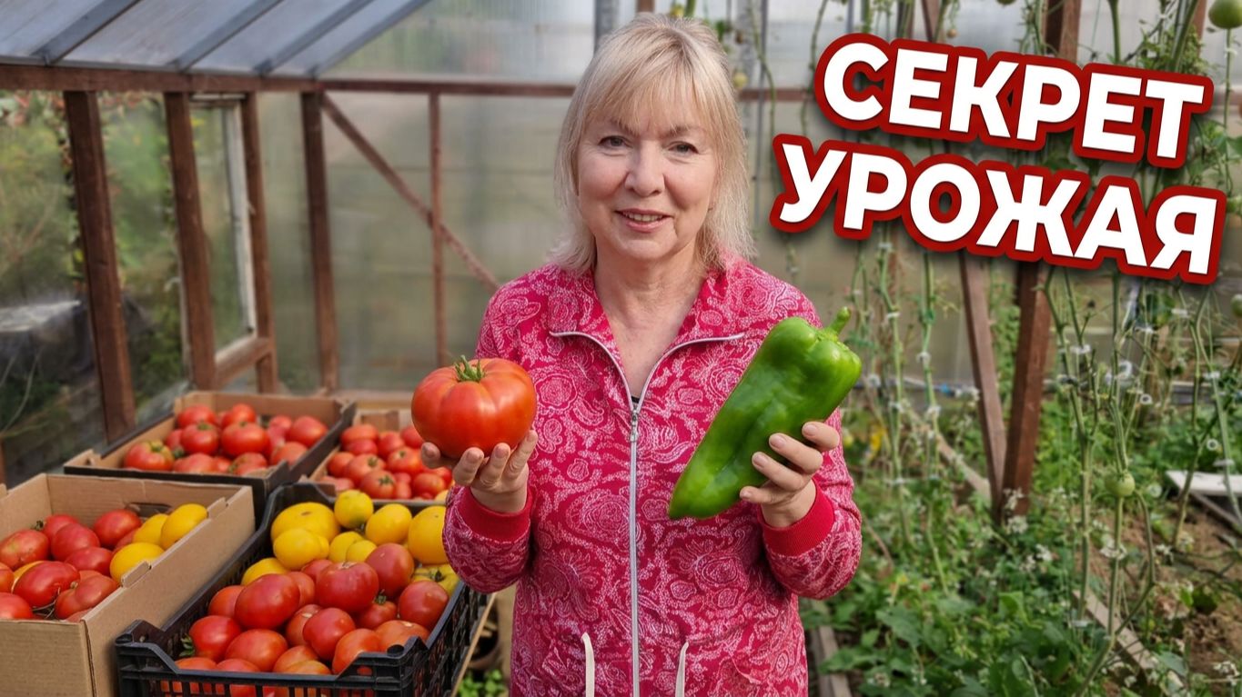 Раскрываю секрет моих урожаев Готовим грядки с осени Пригласили на ТВ