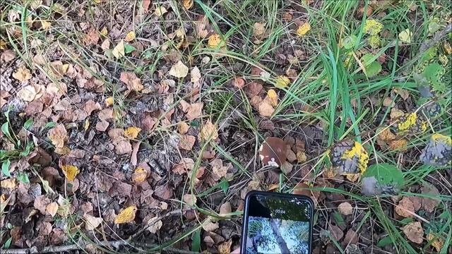 Точка Лова. Первый раз в этом году по грибы...