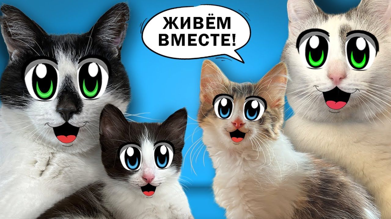 СМЕШНЫЕ КОТИКИ ЮГИ и ЯНИ! КОШКА МУРКА и КОТ МАЛЫШ приняли КОТЯТ в СЕМЬЮ А НУ-КА ДАВАЙ-КА!