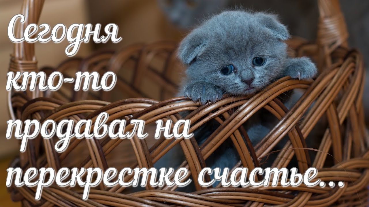 Сегодня кто-то продавал на перекрестке счастье. Лариса Рубальская. Стих