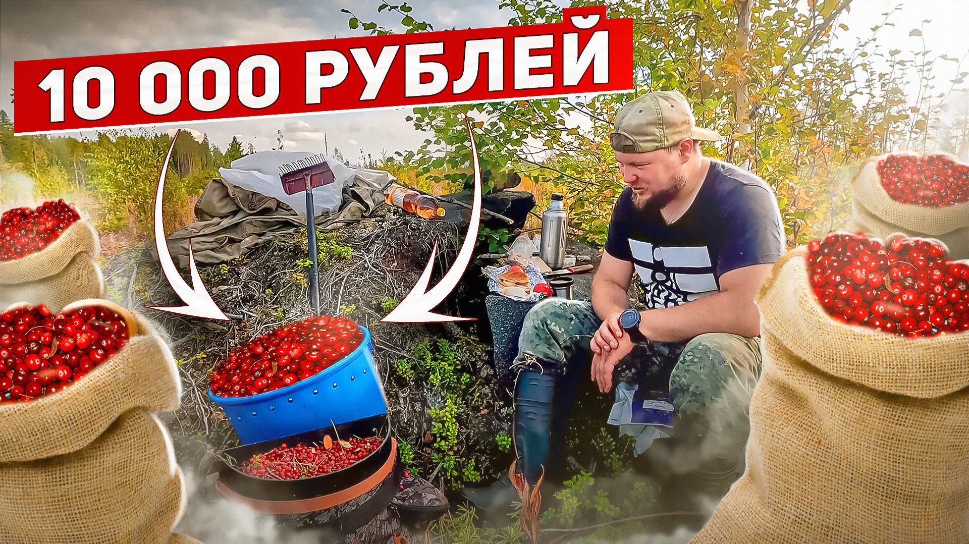 СЕЗОННАЯ РАБОТА НА СЕВЕРЕ.СОБИРАЮ ДОРОГИЕ ЯГОДЫ. КАК ЗАРАБОТАТЬ В ЛЕСУ