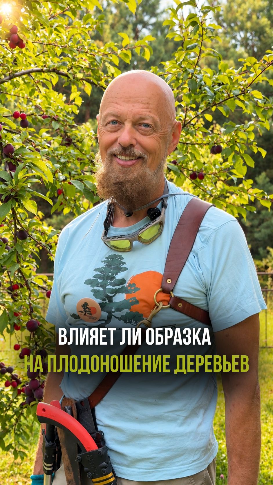 Влияет ли обрезка на плодоношение деревьев