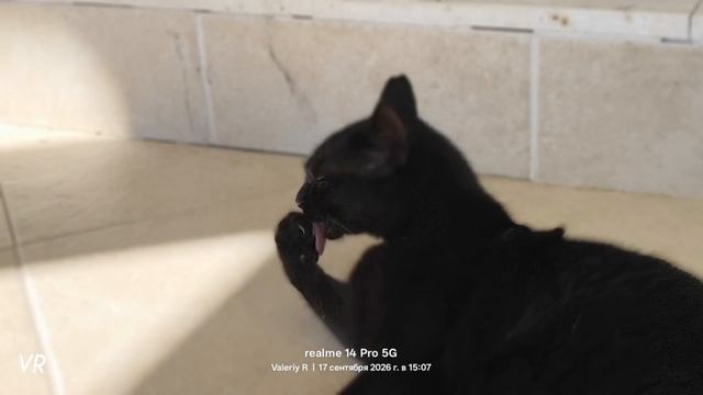 Чёрный кот пьёт молоко и умывается 
🥛🐈⬛
