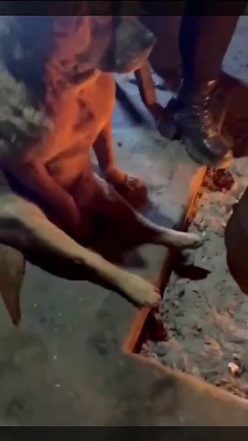 Потихоньку превращается в человека.....