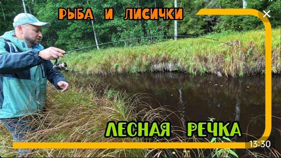 Лесная речка. Рыба и лисички
