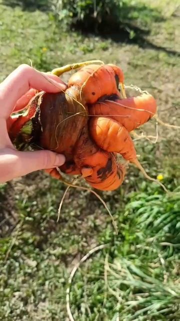Страшный корнеплод