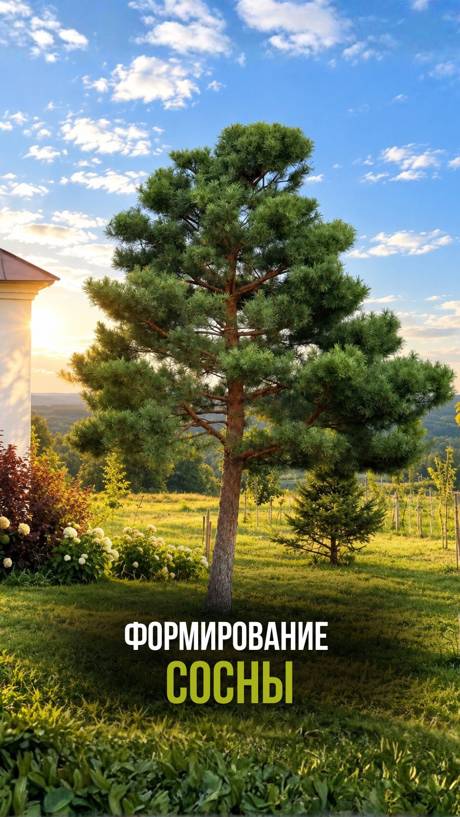 Формирование сосны в Свенском монастыре