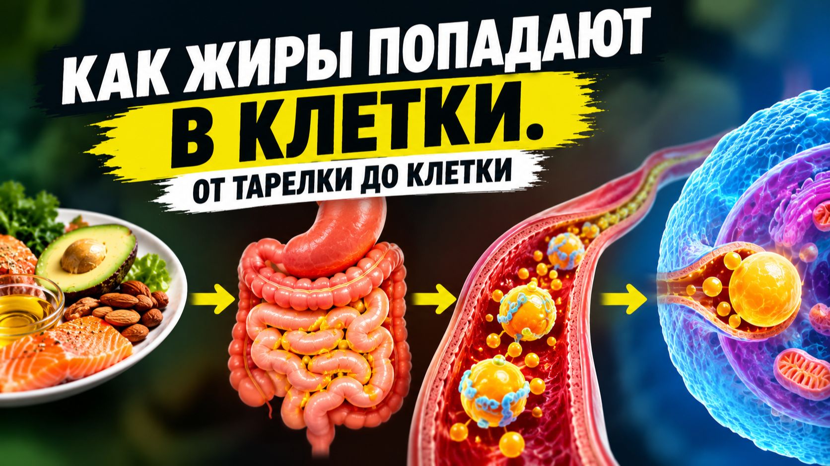 👀 КАК ОРГАНИЗМ УСВАИВАЕТ ЖИРЫ?! | Кристина Хлыстова
