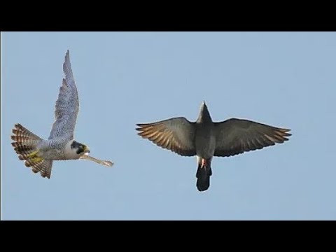 Сокол Сапсан Атакует голубей! Falcon Pelegrinus Attack Pigeons!