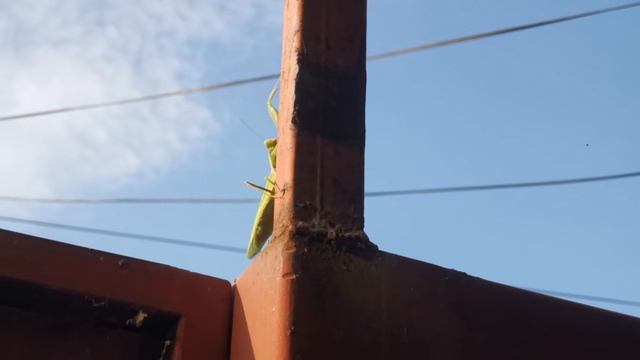 Mantis Rose - Meditation Video