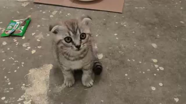 Кошки котята и собачки,новости.