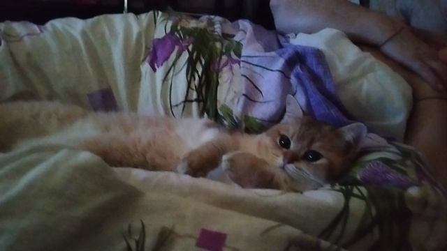 Моя кошка лежит и балдеет на кровати и смотрит телик.