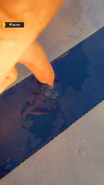 Медуза из Обского моря