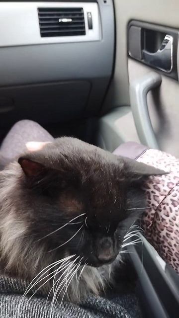 МИШКА 😻😻😻МИШКА 😻😻😻ПАПУ ЖДЕМ 🤗🤗🤗#кот#юмор
