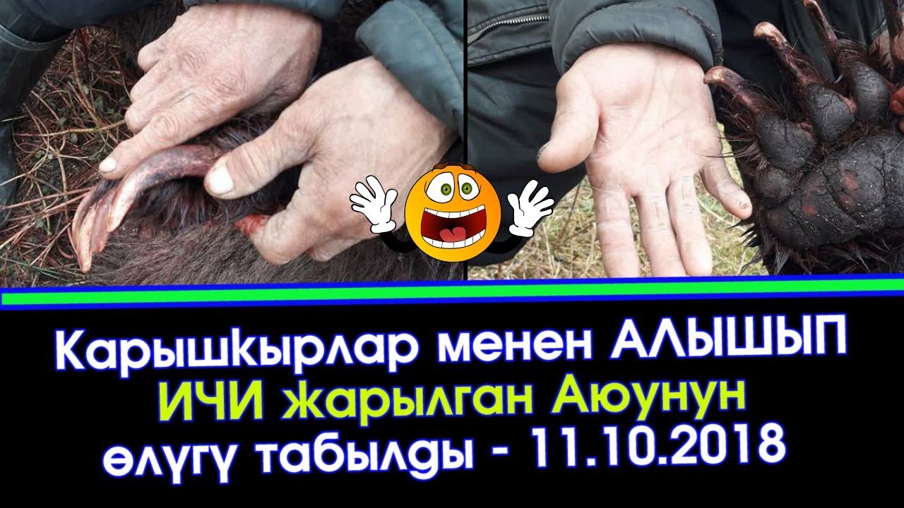 Карышкырлар ИЧИН жарып салган АЮУНУН өлүгү табылды  Элдик Роликтер  Акыркы Кабарлар