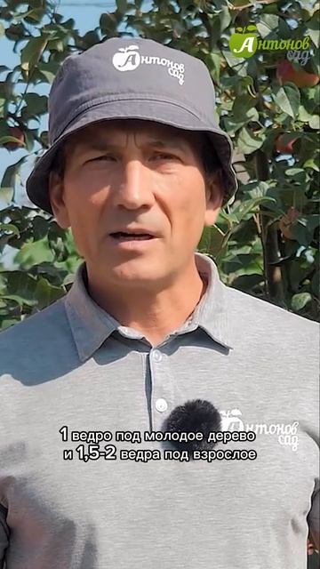 Осенняя подкормка деревьев
