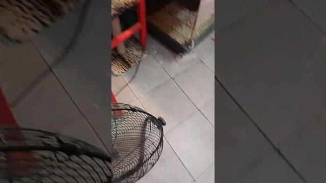 зоопарк 🐧🪿🫏🫎🐦⬛