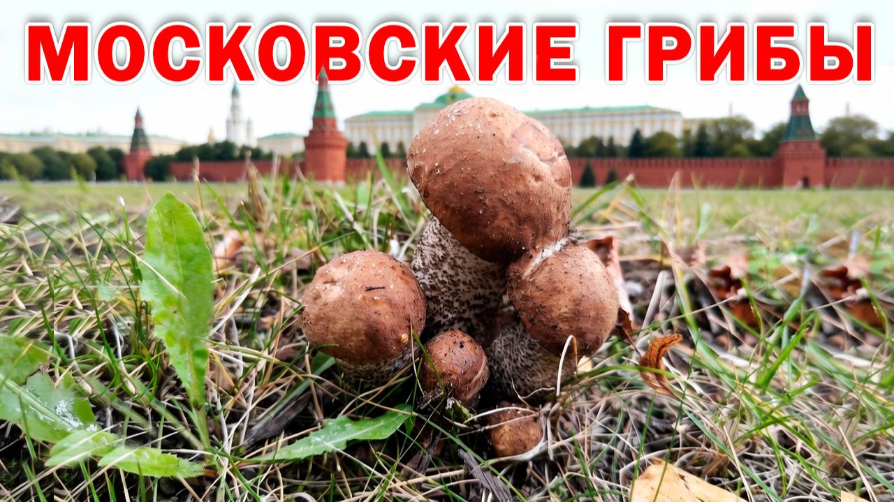 МОСКОВСКИЕ ГРИБЫ | ПОДБЕРЕЗОВИКИ 18 СЕНТЯБРЯ 2026 | ГРИБЫ ПОШЛИ