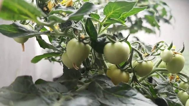 Танюшка выращивает томаты в квартирных условиях