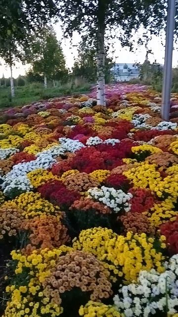 Парк Зарядье Москва. Прогулка по полянам ароматных хризантем очаровывает красотой, праздник души!