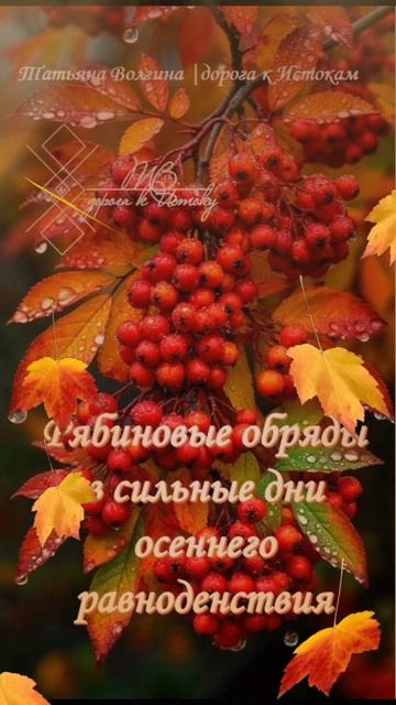 Рябиновые обряды в сильные дни осеннего равноденствия #татьянаволгина #эзотерика #психология #магия