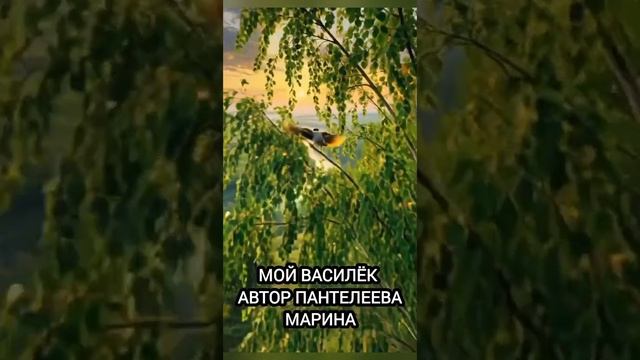 Мой василёк