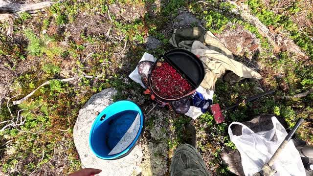 Нашёл МНОГО ЯГОД. ТАЁЖНЫЙ ПРОМЫСЕЛ. СЕЗОННАЯ РАБОТА В КАРЕЛИИ