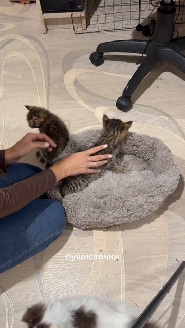 Распаковка подарочков для пушистиков 🐾