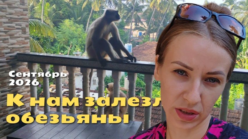 К нам залезли обезьяны