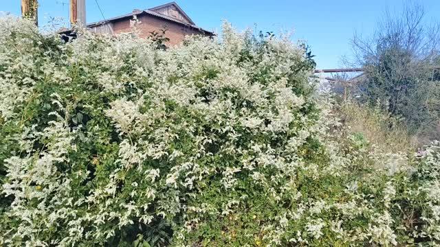 Красивое цветение горца Бальджуанского! Начинает цвести Штернбергия.