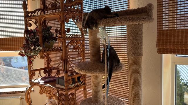 Котики такие котики 18-09-2026