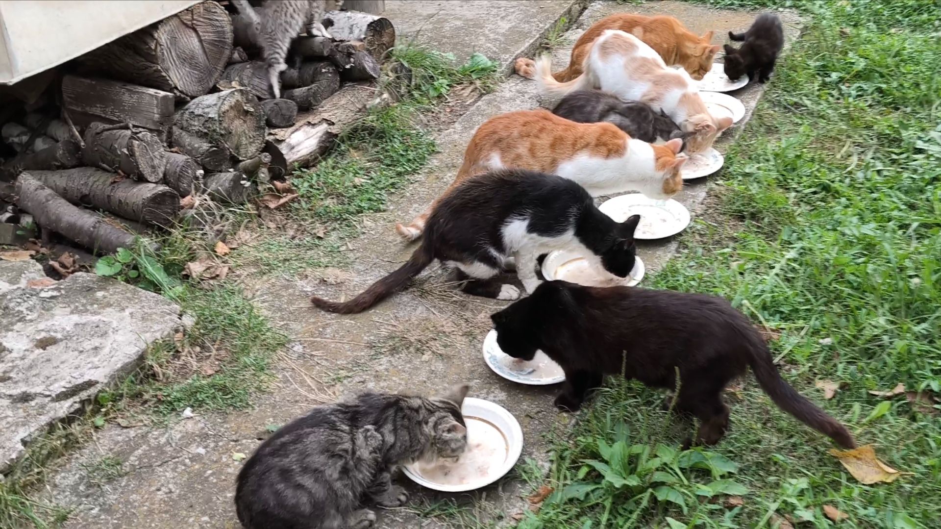 Субботний выпуск о хвостиках.🐕🐈🐈⬛🐈🐈
