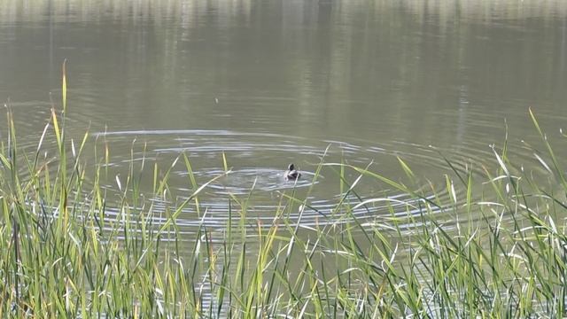 Водные процедуры у уточек в пруду