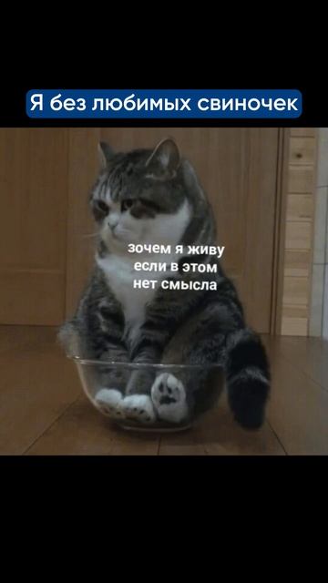Приходите в гости в Моресвинок, что бы погладить и покормить пушистиков