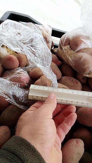 Картофель Сарпо Мира в наличие на Pomidom.ru