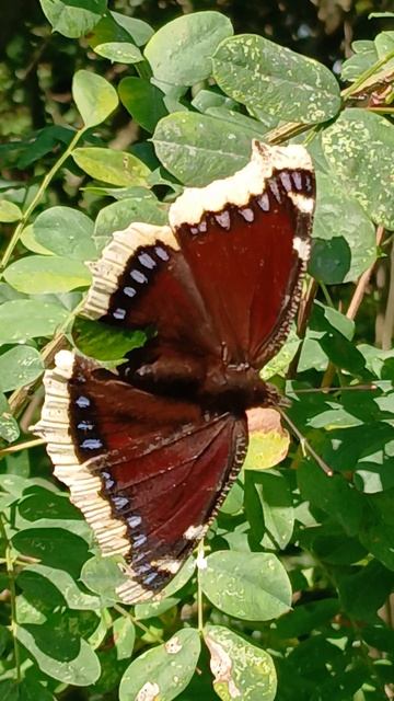 Бабочка траурница (Nymphalis Antiopa)